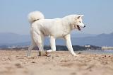 AKITA INU 150